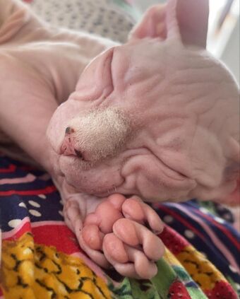 sxvvk Nude Leaks OnlyFans Photo 12